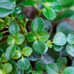 Pilea
