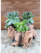 Plantes pour terrarium et paludarium, Broméliacées, orchidées miniatures, plates rares, marcgravia, ficusopicales. Cactus et plantes grasse pour terrariums désertique.