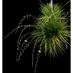 Lemeltonia