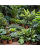 plants for terrarium and paludarium