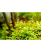 Mousses/ Lichens