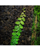 Vines