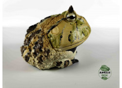frogs figurines