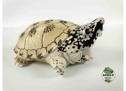 De terre , d'eau ou de mer vos figurines de tortues sont dans cette catégorie pour le plus grand plaisir des collectionneurs.