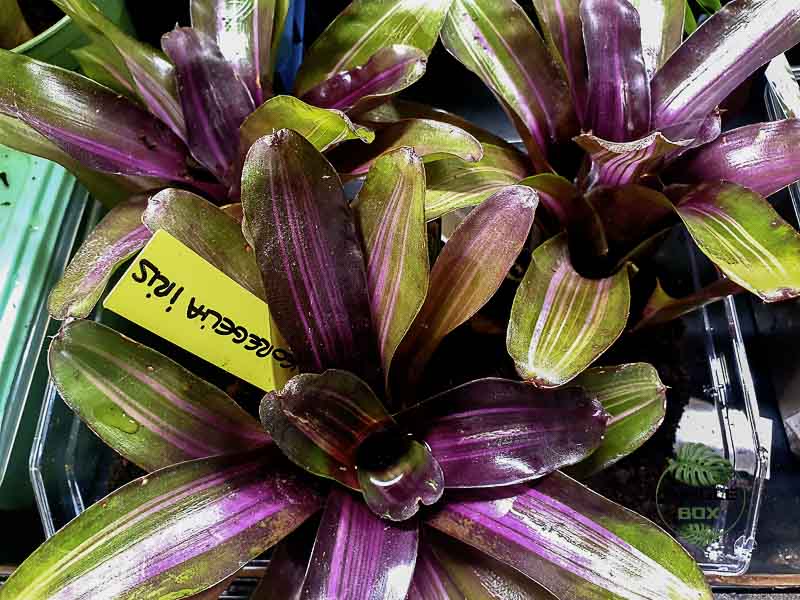 neoregelia iris
