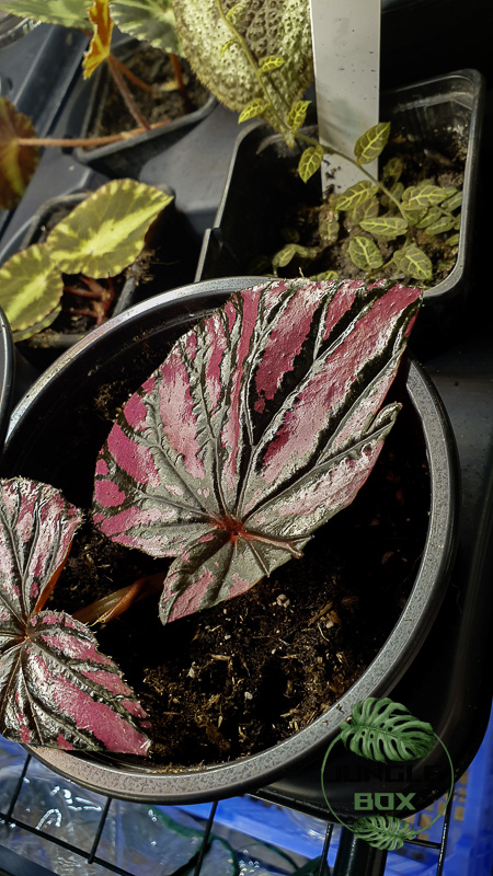 begonia