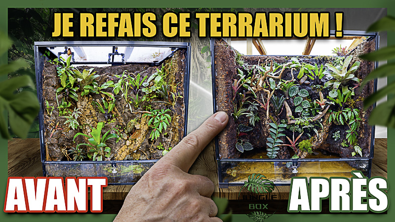 vidéo YouTube je transforme mon terrarium en paludarium