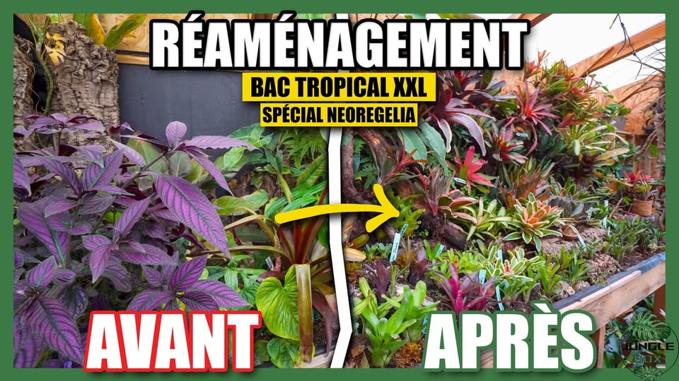 réalisation d'un bac de 350 neoregelia