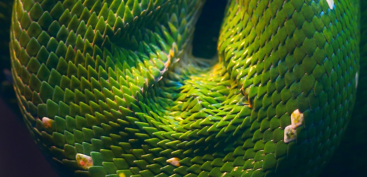 python vert