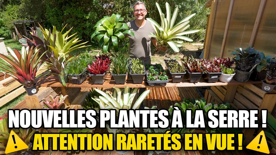 Vidéo YouTube broméliacées