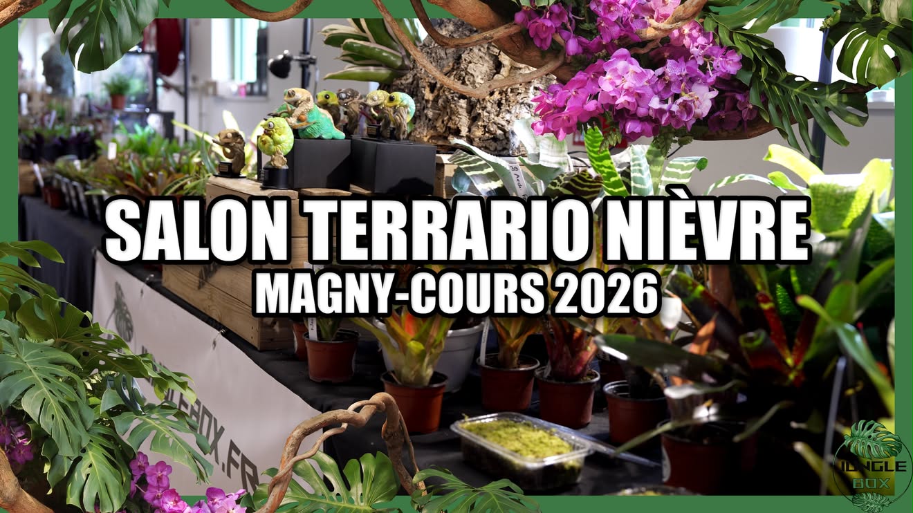 terraio nievres junglebox youtube.jpg